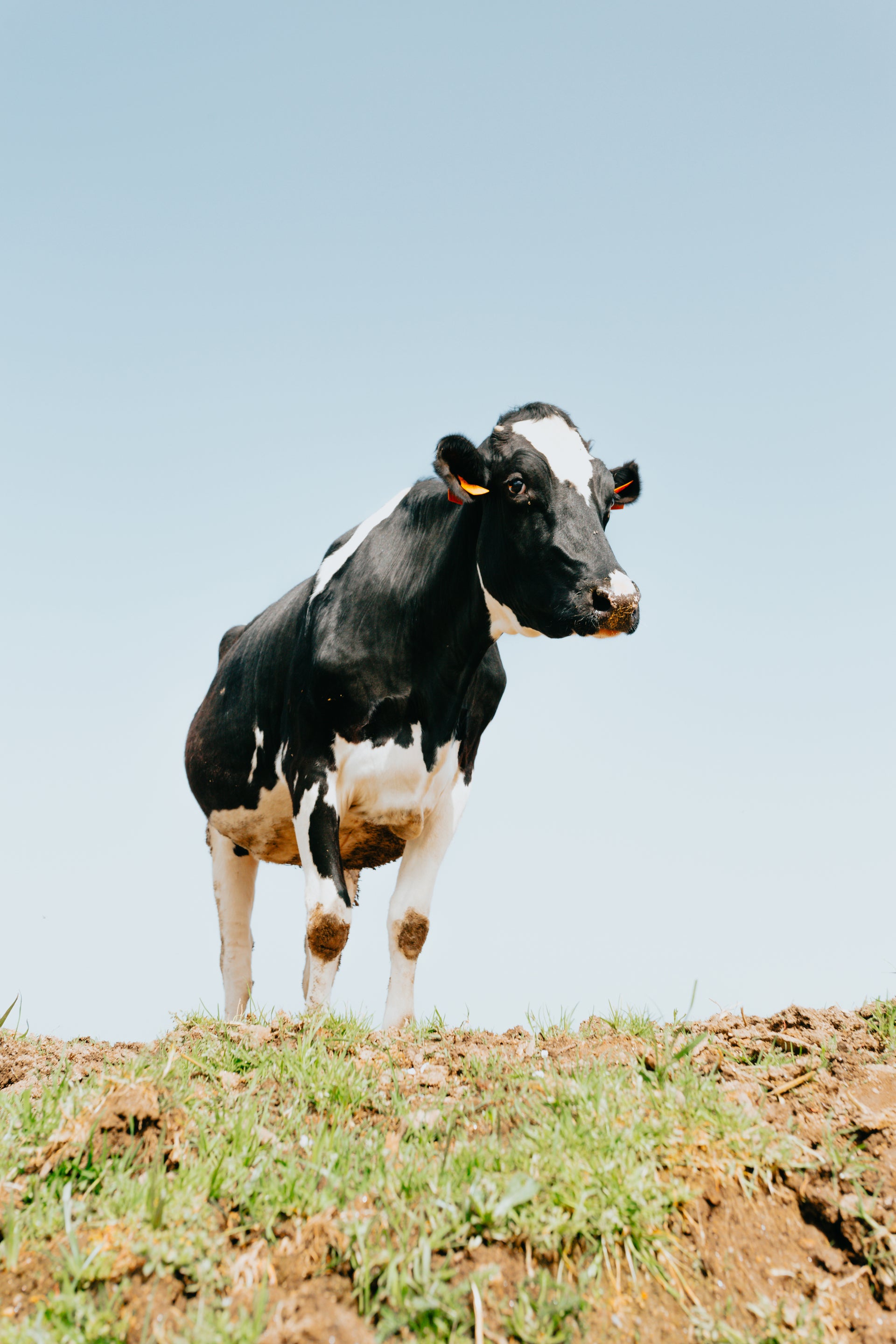 Campo verde con vacas
